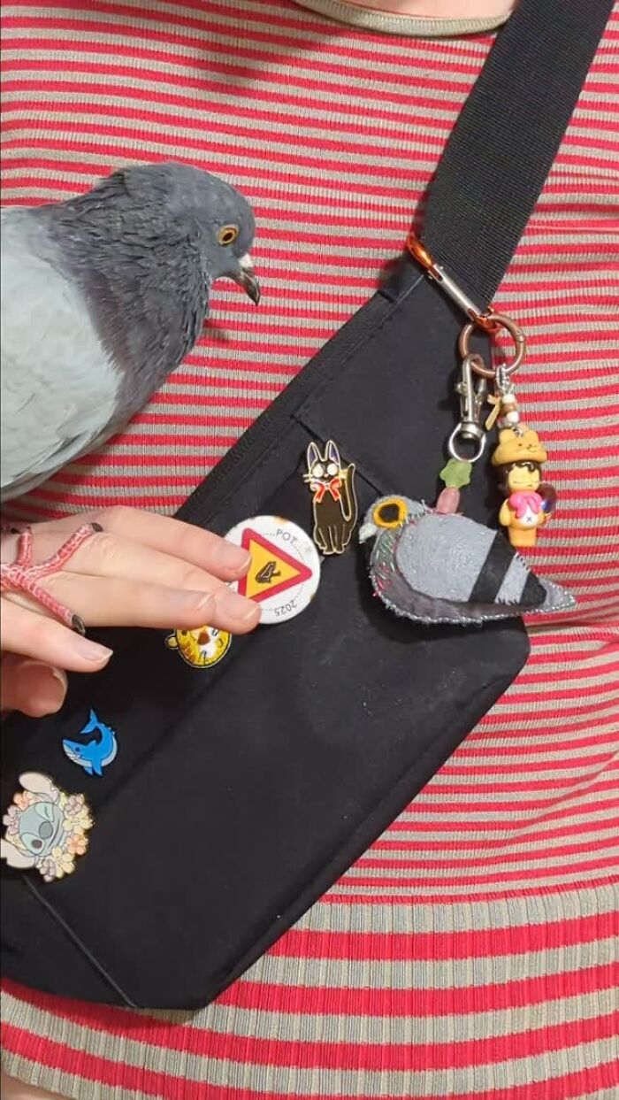 A half-blind rescued pigeon perched on a woman's hand near a black bag with pigeon-themed keychains.