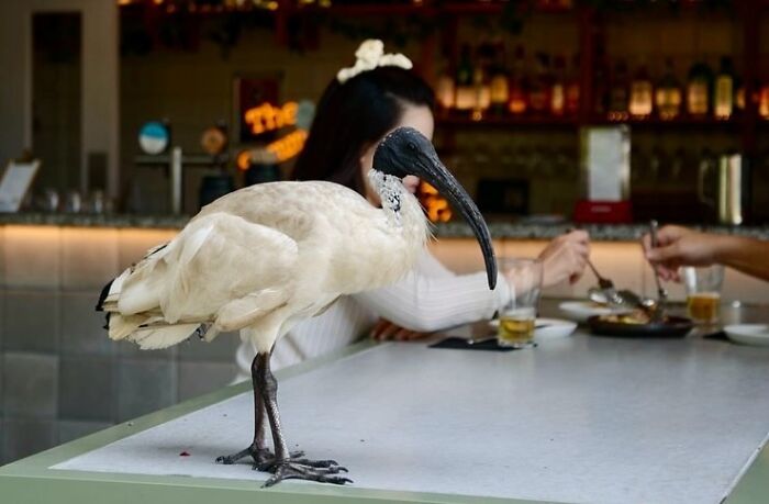 Bird standing on a table in a cafe, showcasing perfect coincidental moments captured by a street photographer.