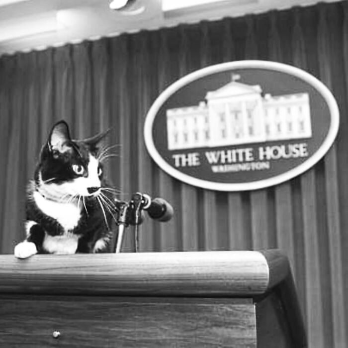 Black and white vintage cat sitting on a podium with a microphone in front of the White House emblem indoors.