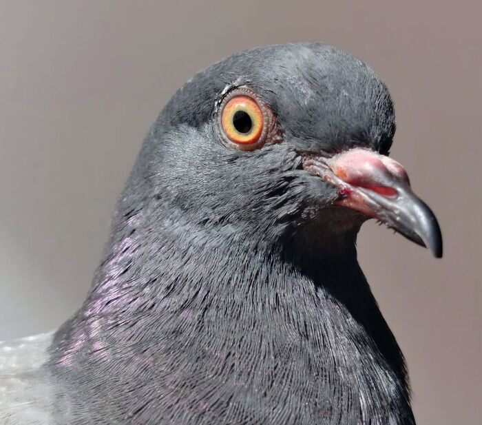 Close-up of a half-blind pigeon with detailed feathers, highlighting the rescued bird featured in daily walks.