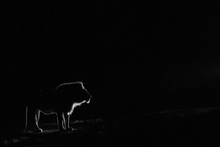 Black and white animal photo of a lion silhouette at night showcasing nature’s impact without color.