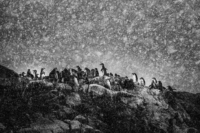 Black and white animal photo of penguins on rocky terrain during heavy snowfall, showcasing nature's impact without color.