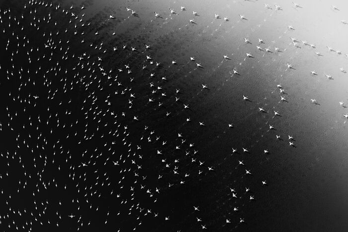 Aerial black and white photo showing a large flock of birds flying over dark water, capturing breathtaking exposure one moments.
