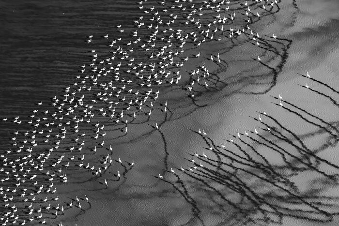 Aerial black and white photo showing a large flock of birds casting long shadows on rippled sand below.