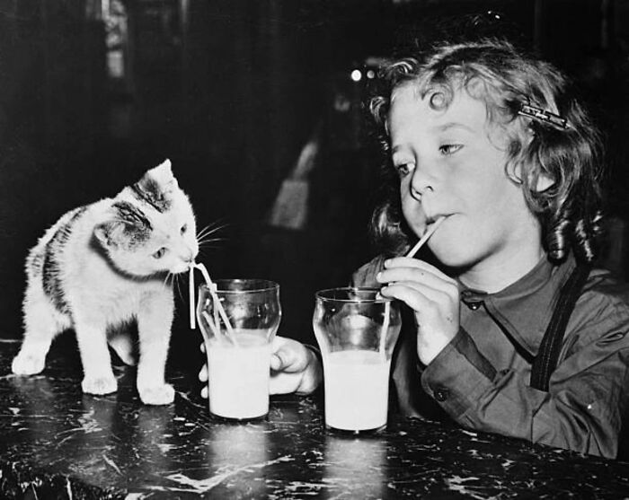 Vintage cat photo showing a child and kitten sharing milk through straws, capturing timeless feline charm from history.
