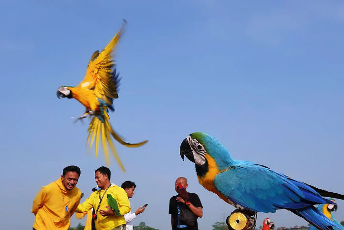 Colorful parrots in flight and perched with people in yellow shirts, showcasing perfectly timed street shots by a photographer.
