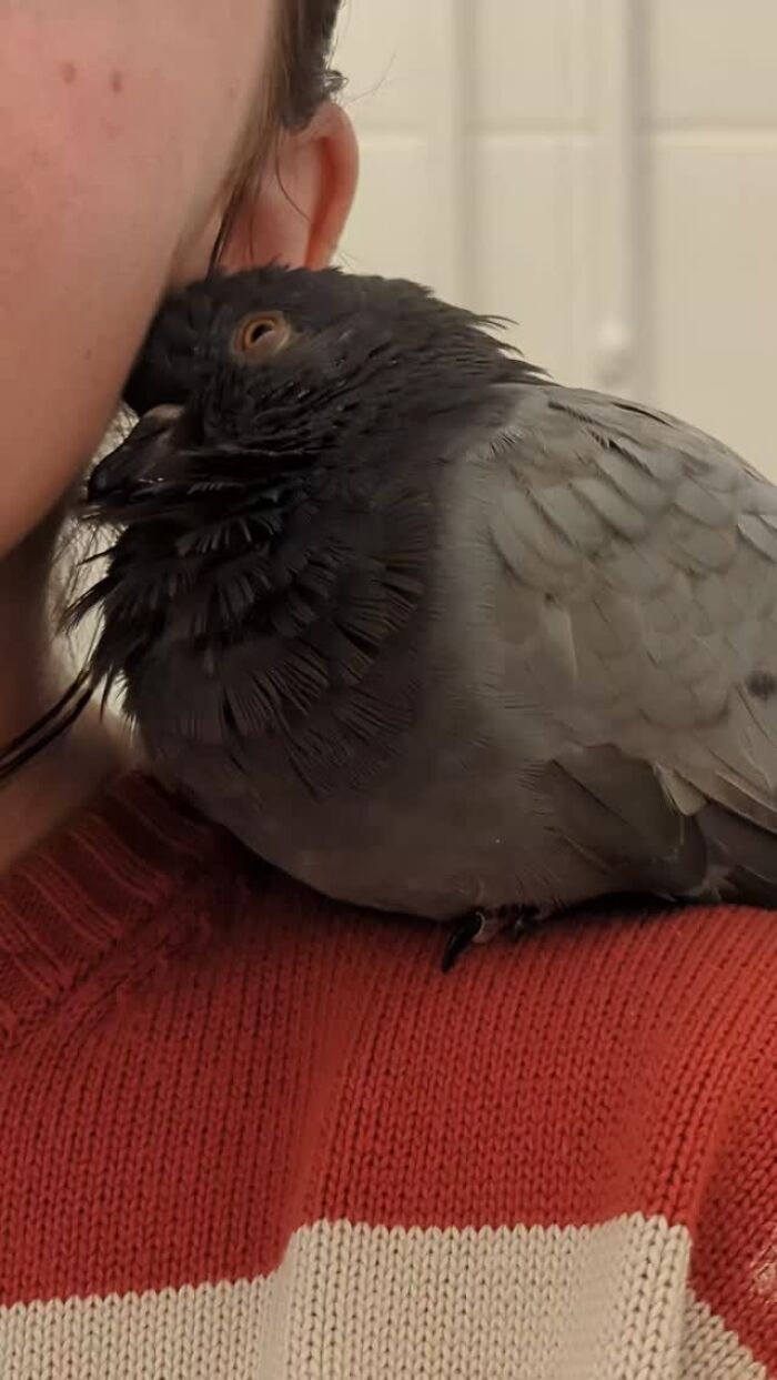 Half-blind pigeon resting on a woman's shoulder, showing their close bond and daily companionship in a cozy setting.