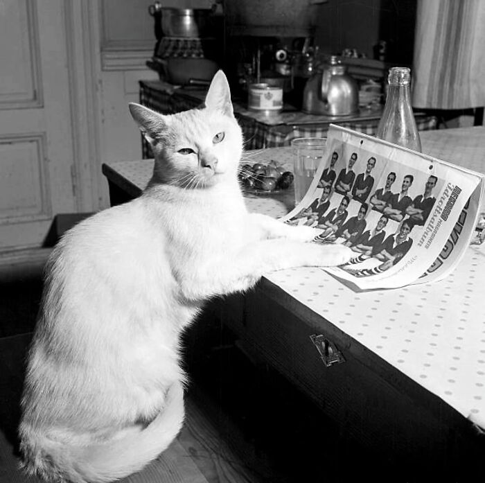 Vintage cat photo showing a white cat sitting at a table with a newspaper, capturing timeless feline charm and history.