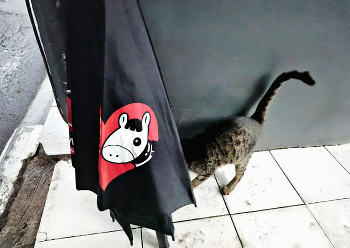 Cat walking behind a street umbrella featuring a cartoon zebra, captured in a perfectly timed street shot by a photographer.