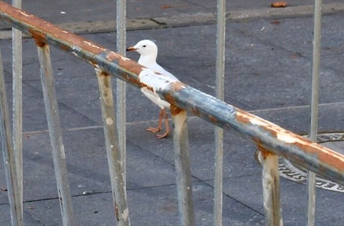 Seagull perfectly aligned behind rusty street railing, showcasing a street photographer’s talent for capturing perfect coincidences.