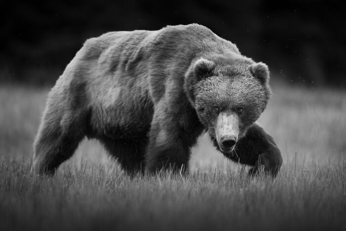 Close-up black and white animal photo of a bear walking through tall grass, showcasing striking nature details.