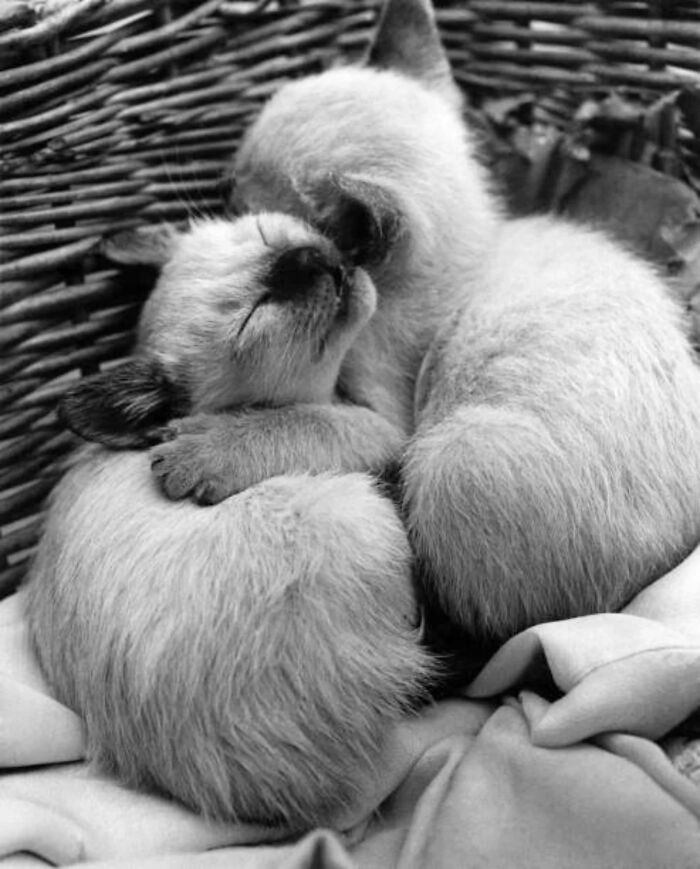 Two vintage cats cuddling in a cozy woven basket, showcasing timeless feline charm in a black and white photo.