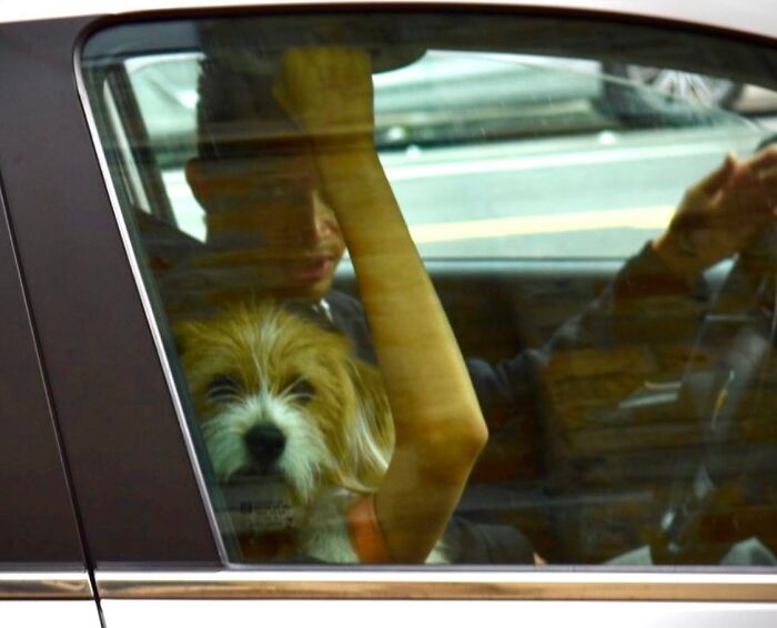 Street photographer captures perfect coincidence of a dog and a person inside a car at just the right moment.
