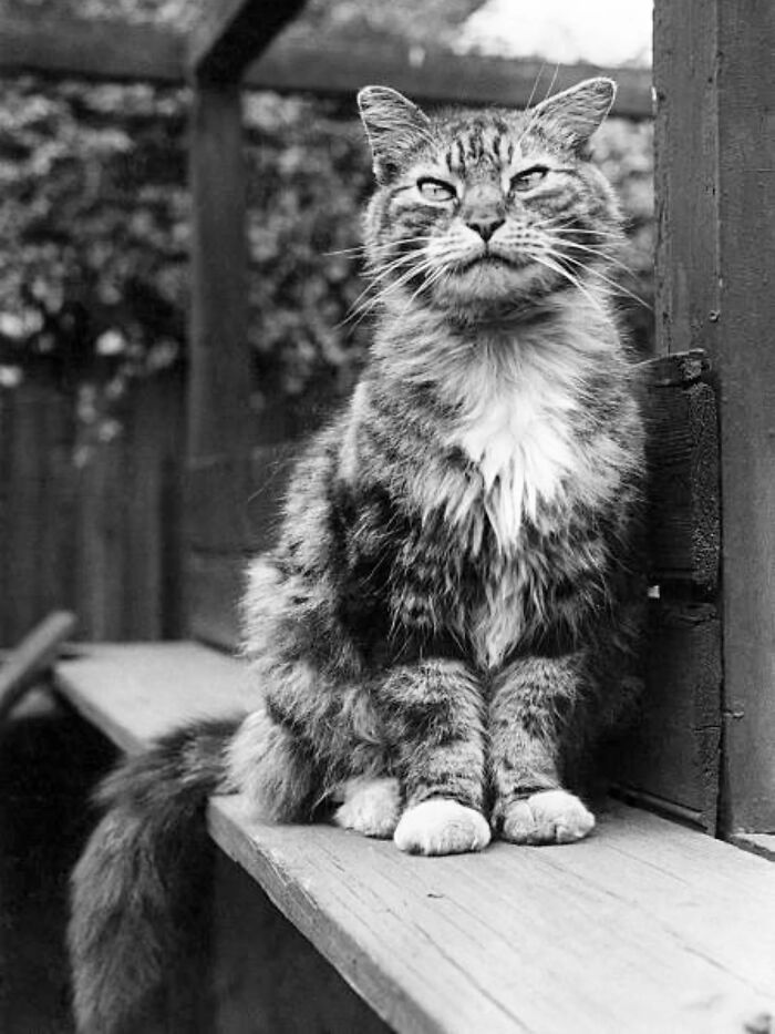 Vintage black and white photo of a fluffy tabby cat sitting outdoors showcasing timeless feline charm.
