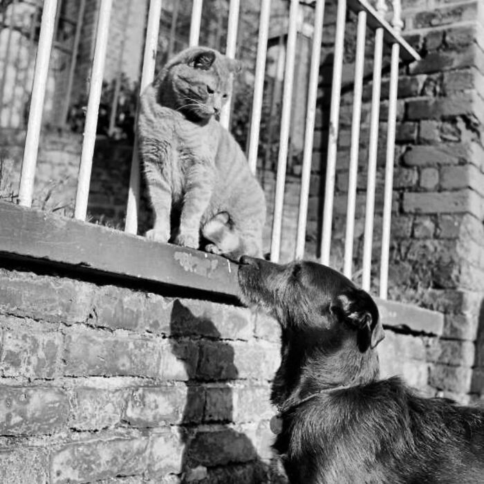 Vintage black and white photo of a cat and dog interacting by a brick wall, showcasing timeless feline charm.