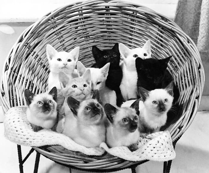 A vintage black and white photo showing a group of kittens in a woven basket, capturing timeless feline charm.