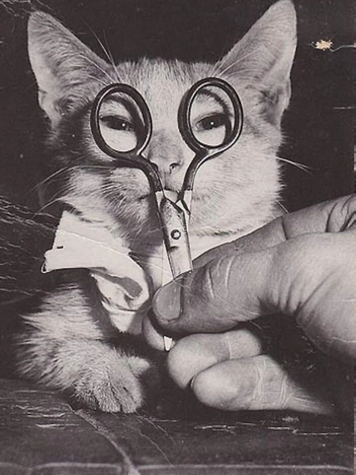 Vintage cat photo showing a cat with scissors held in front of its face, capturing timeless feline charm and humor.