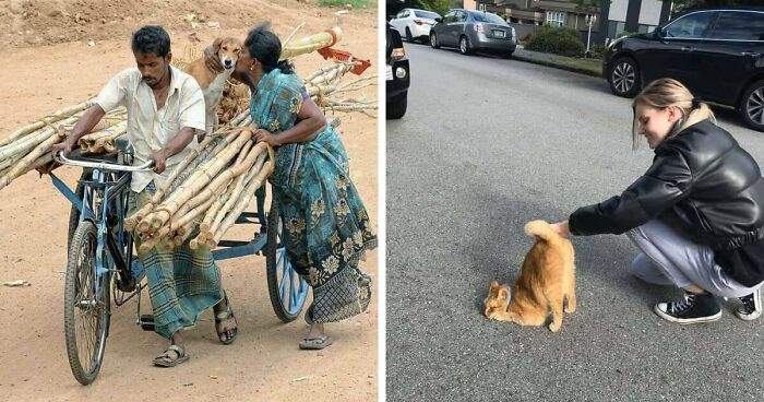 40 Hilarious Moments Caught On Camera, As Shared By “Important Animal Images” (New Pics)