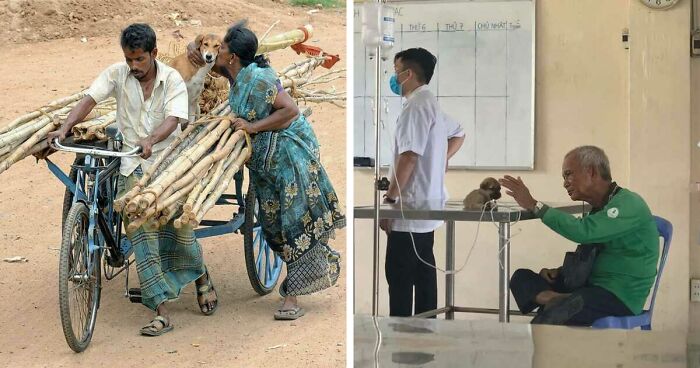 40 Hilarious Moments Caught On Camera, As Shared By “Important Animal Images” (New Pics)