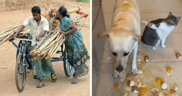 40 Hilarious Moments Caught On Camera, As Shared By “Important Animal Images” (New Pics)