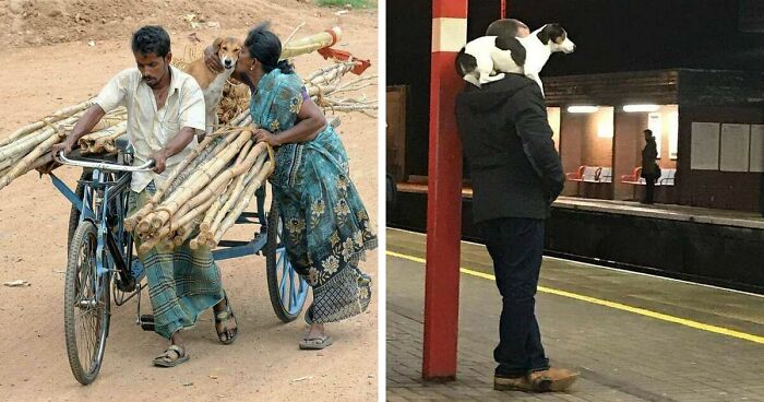 40 Hilarious Moments Caught On Camera, As Shared By “Important Animal Images” (New Pics)