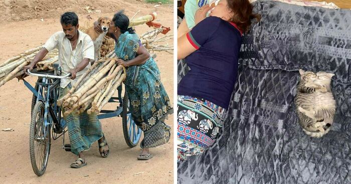 40 Hilarious Moments Caught On Camera, As Shared By “Important Animal Images” (New Pics)