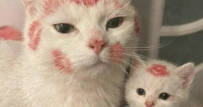 40 Hilarious Moments Caught On Camera, As Shared By “Important Animal Images” (New Pics)