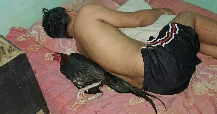 40 Hilarious Moments Caught On Camera, As Shared By “Important Animal Images” (New Pics)