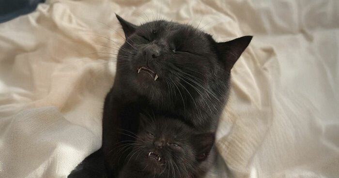 40 Hilarious Moments Caught On Camera, As Shared By “Important Animal Images” (New Pics)