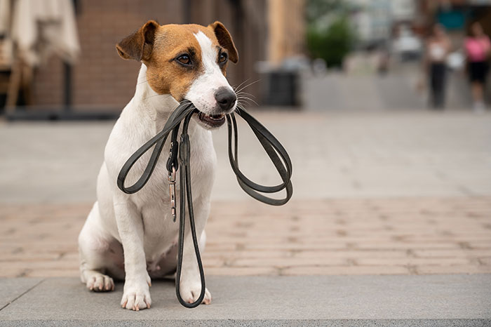 Jack Russell dog sitting on a city sidewalk holding a leash in its mouth, hygiene mistakes