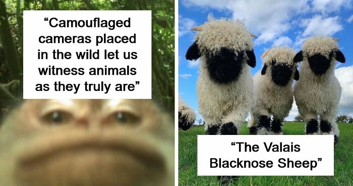 83 Photos Of Cute Animals To Instantly Melt Your Day’s Stress And Anxiety