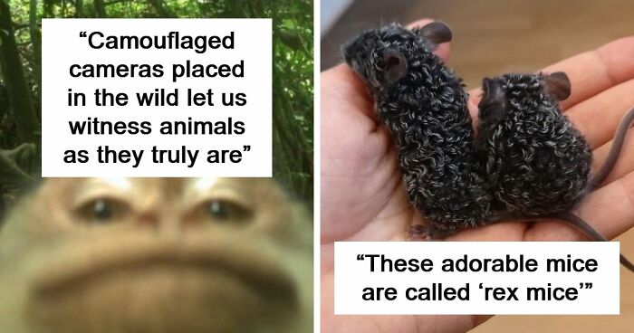 83 Photos Of Cute Animals To Instantly Melt Your Day’s Stress And Anxiety