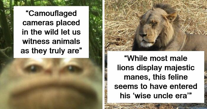 83 Photos Of Cute Animals To Instantly Melt Your Day’s Stress And Anxiety