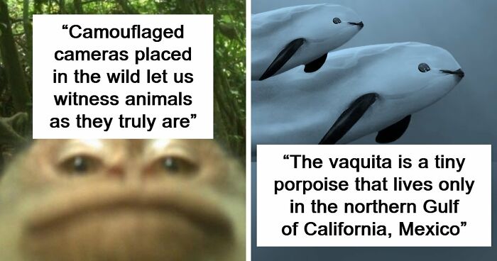 83 Photos Of Cute Animals To Instantly Melt Your Day’s Stress And Anxiety