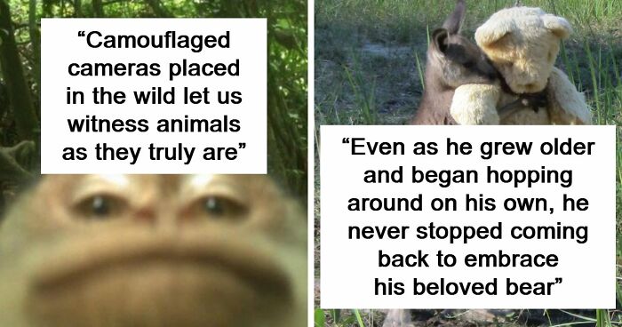 83 Photos Of Cute Animals To Instantly Melt Your Day’s Stress And Anxiety