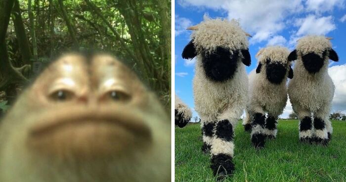 83 Photos Of Cute Animals To Instantly Melt Your Day’s Stress And Anxiety