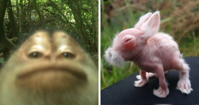 83 Photos Of Cute Animals To Instantly Melt Your Day’s Stress And Anxiety