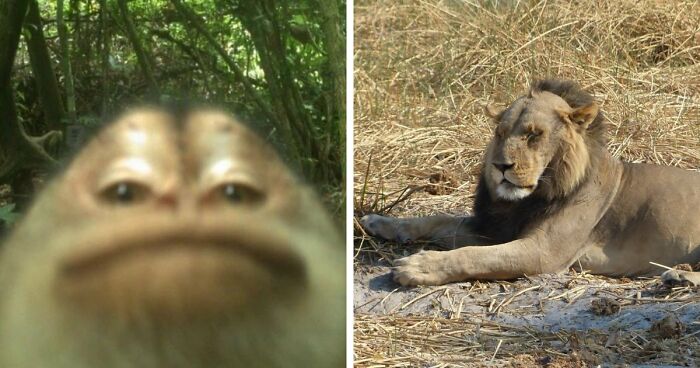 83 Photos Of Cute Animals To Instantly Melt Your Day’s Stress And Anxiety