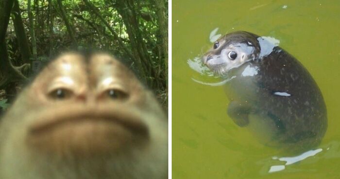 83 Photos Of Cute Animals To Instantly Melt Your Day’s Stress And Anxiety