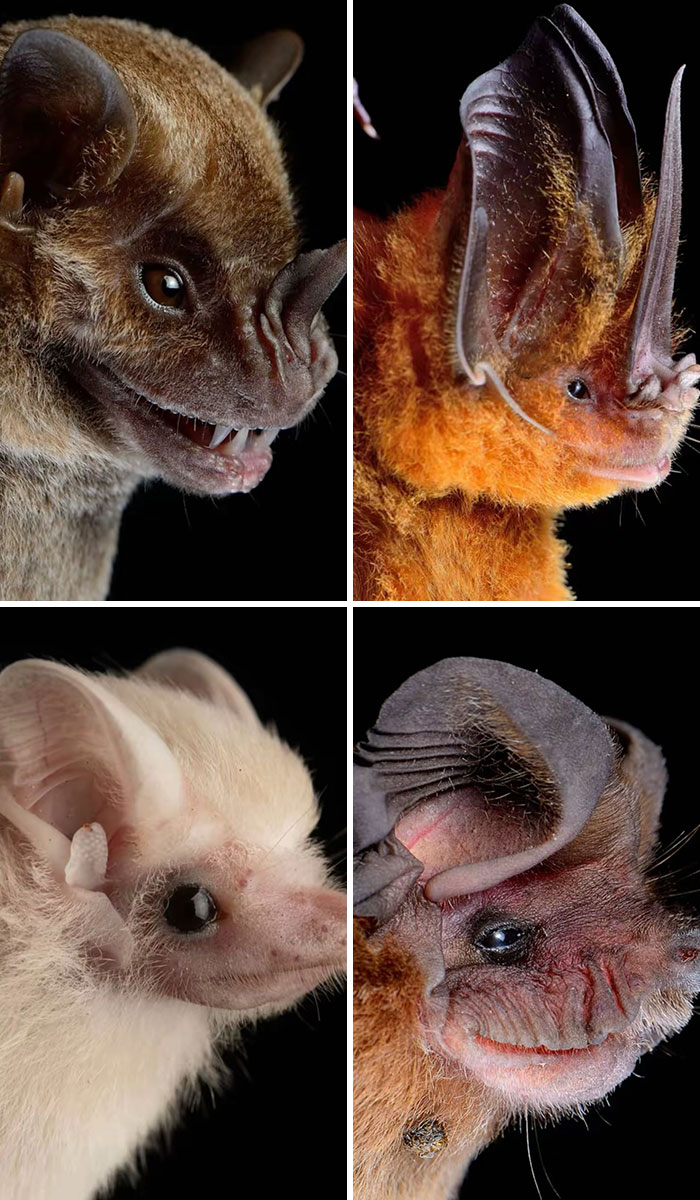 Close-up portraits of various bat species with unique features, illustrating random facts about animals and nature.