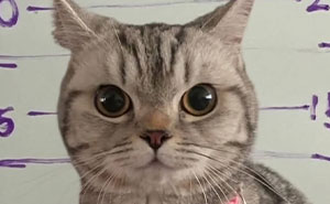 If You Need Some Lighthearted Facts And Pics, These 42 Might Be What You Were Looking For