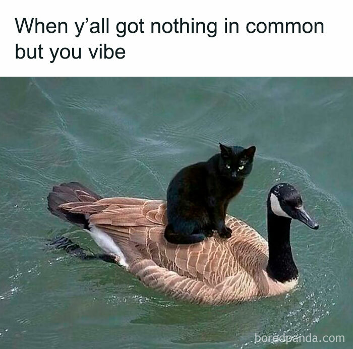 Black cat sitting on a goose floating in water, illustrating relatable introvert vibes with unusual companionship meme.