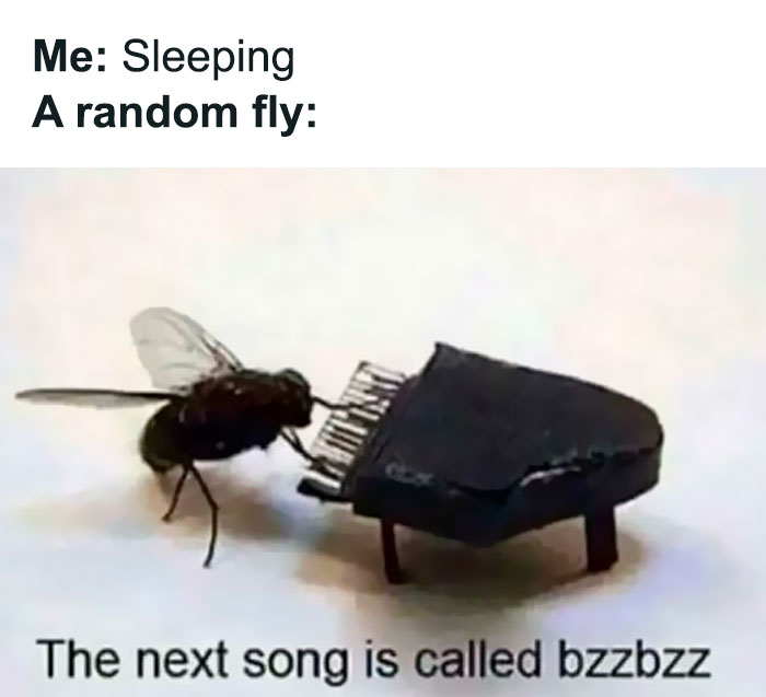 Fly playing a tiny piano with caption about sleep, relatable meme capturing introvert life and common annoyances.