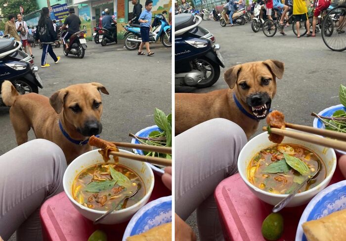 Street dog reacting hilariously to food held with chopsticks near a bowl of soup in an outdoor urban setting.
