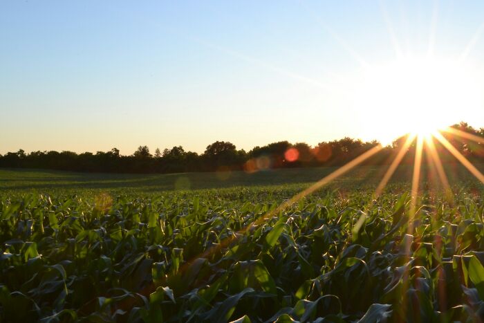 Sunlight over a green field with trees in the distance, illustrating challenges in shipping containers solutions.