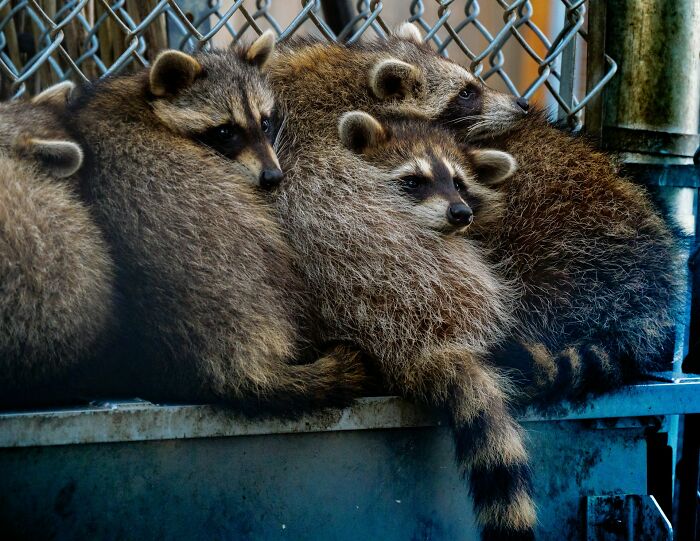 Several raccoons huddled together in an urban setting, showing weird and shocking behavior in public.