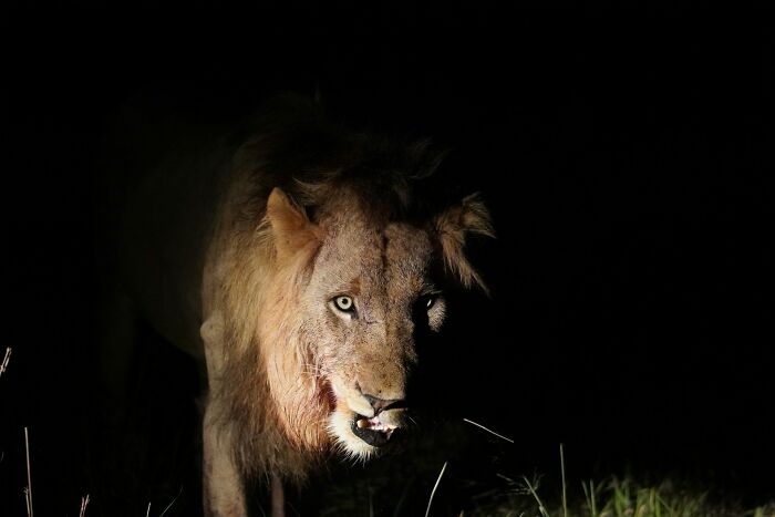 Lion with piercing eyes illuminated in darkness, evoking terrifying real-life moments fit for a horror movie scene.