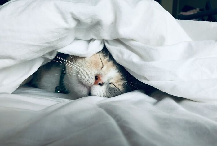 Cat sleeping peacefully under white blankets, illustrating daily dangers you might not realize exposure to hazards.