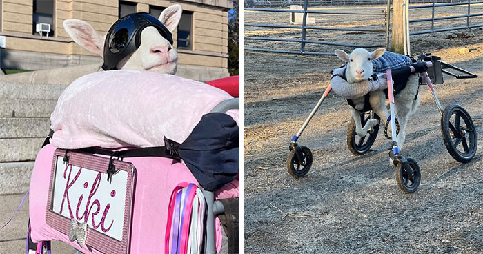 This Sheep Can’t Walk, But She Can Drive Thanks To A Sanctuary’s Electric Wheelchair Creation (28 Pics)