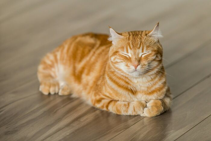 Orange tabby cat lying on wooden floor with eyes closed, illustrating funny names pets didn’t ask for.